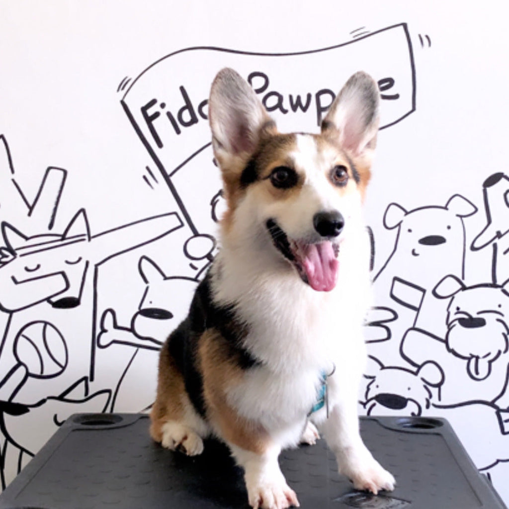 Fido’s Pawpose Mural