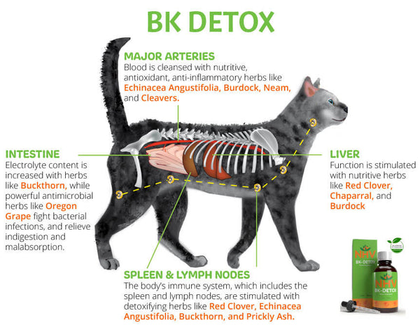 BK Detox for Internal Cleansing & Immune System Support