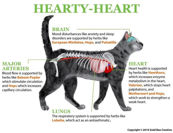 Hearty Heart for Heart Support