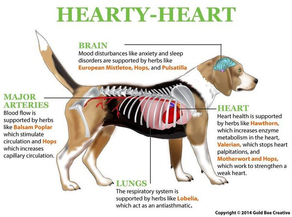 Hearty Heart for Heart Support