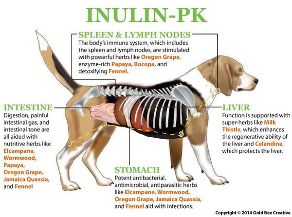 Inulin PK for Parasite Support
