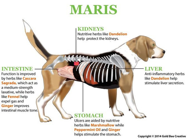 Maris for Constipation Support