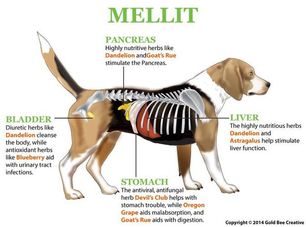 Mellit for Diabetes Mellitus & Pancreatitis Support