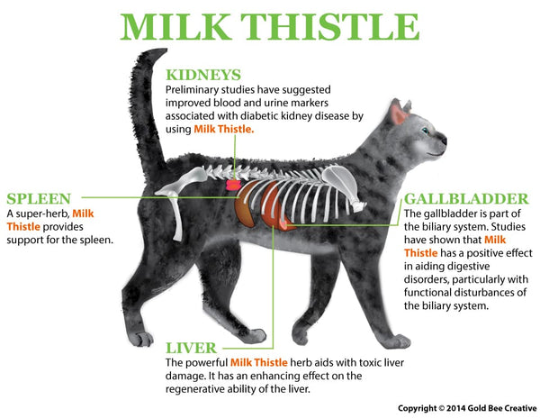Milk Thistle for Liver & Kidney Support