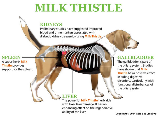 Milk Thistle for Liver & Kidney Support