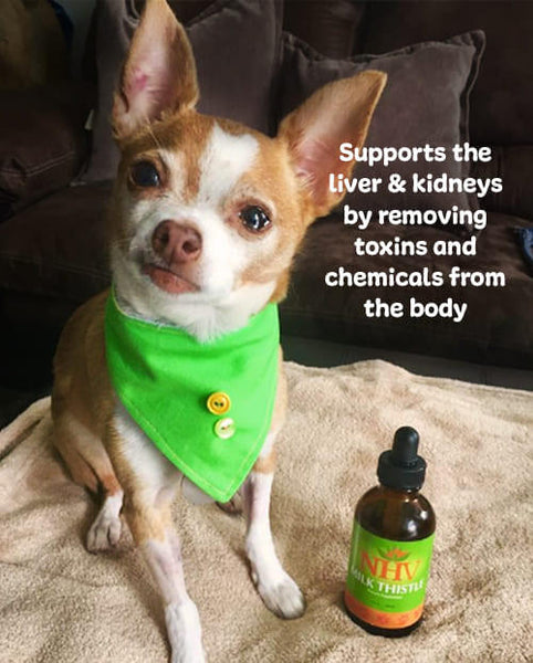 Milk Thistle for Liver & Kidney Support