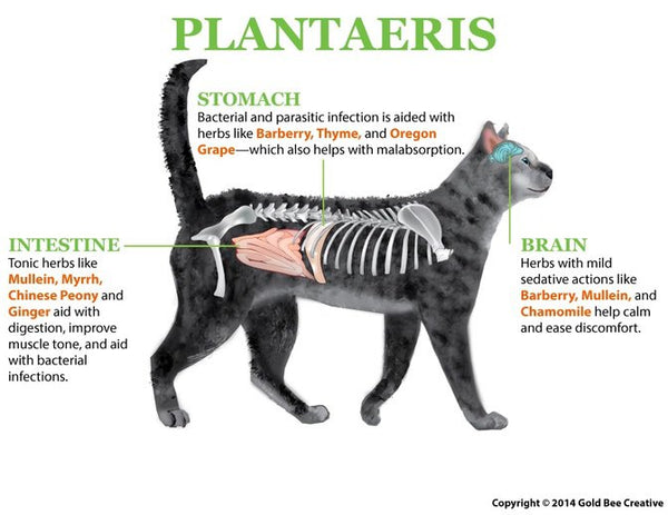 Plantaeris for Diarrhoea & IBD Support