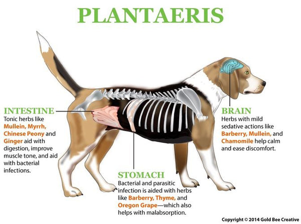 Plantaeris for Diarrhoea & IBD Support