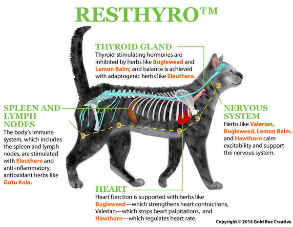 Resthyro for Pet Hyperthyroidism