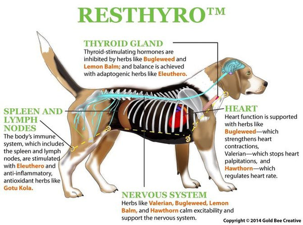 Resthyro for Pet Hyperthyroidism