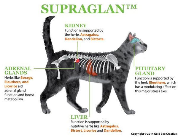 Supraglan for Adrenal and Cushing Support