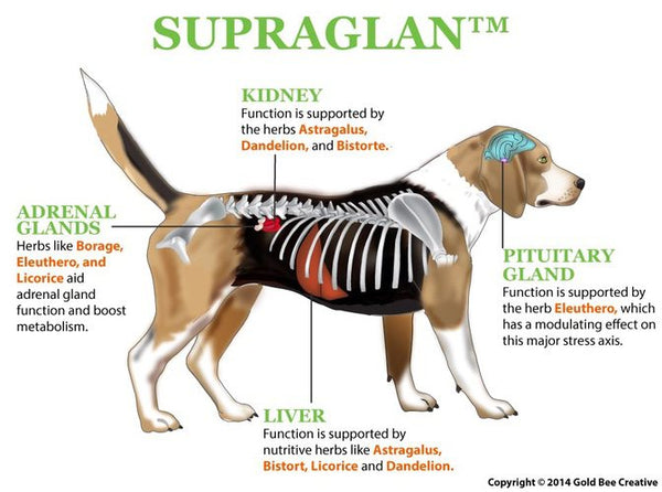Supraglan for Adrenal and Cushing Support