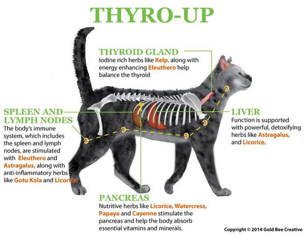 Thyro Up for Pets with Hypothyroidism