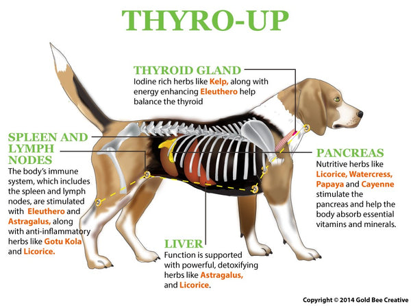 Thyro Up for Pets with Hypothyroidism