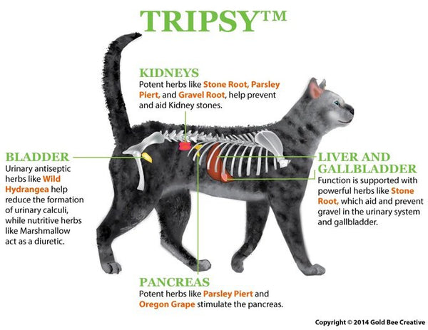 Tripsy for Bladder & Kidney Support
