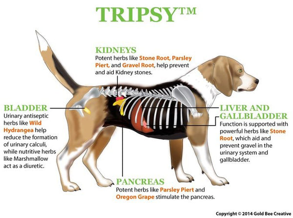 Tripsy for Bladder & Kidney Support