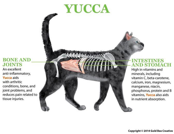Yucca for Pain, Appetite & Digestive Support