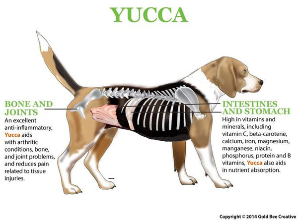 Yucca for Pain, Appetite & Digestive Support